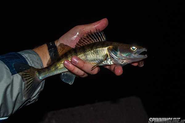 Изображение 1 : Вечерняя спиннинговая рыбалка