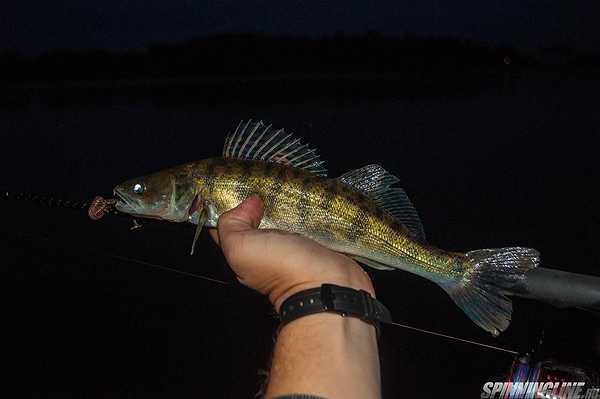 Изображение 1 : Вечерняя спиннинговая рыбалка